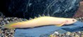 /album/importados-exoticos/polypterus-senegalus-albino-jpg/